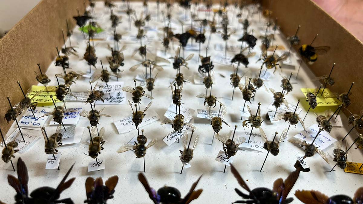 Arıların nesli tehlike altında