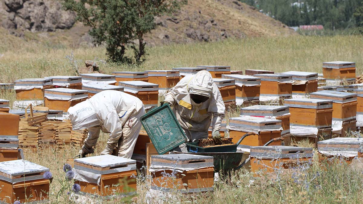 Bal rekoltesinde yüzde 200 artış