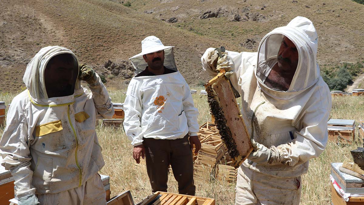 Türkiye'de bal üretiminin önemli merkezlerinden Van'da bahar ve yaz aylarında etkili olan yağışlar nedeniyle geçen yıla oranla bal rekoltesinde yüzde 200 artış sağlandı.