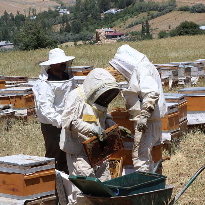 Bal rekoltesinde yüzde 200 artış