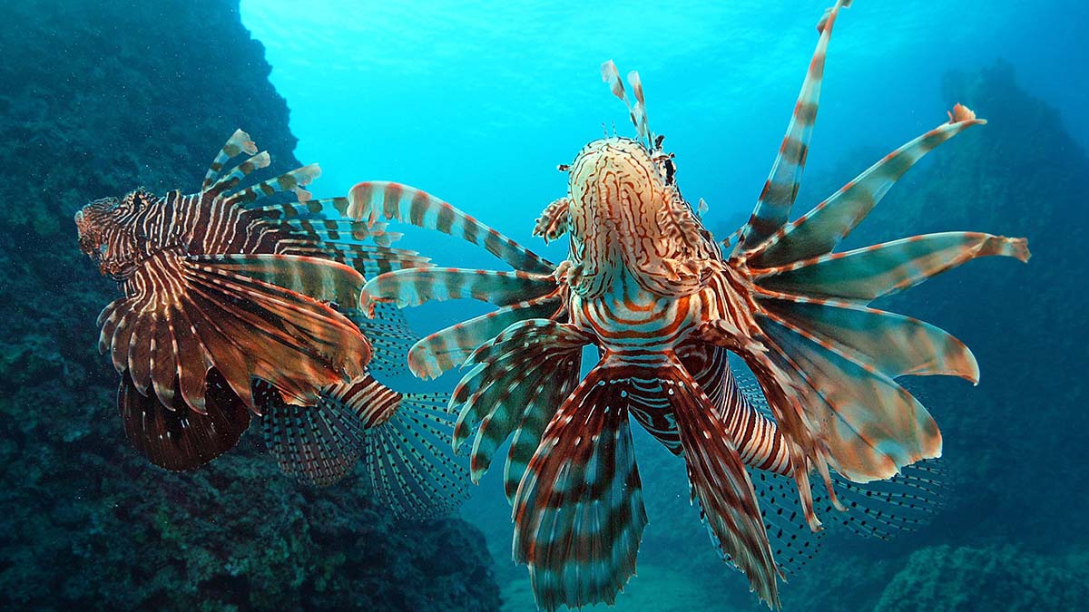 Aslan balıklarına yaklaşılması çok tehlikeli