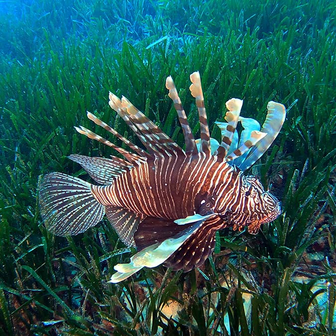 Aslan balıklarına yaklaşılması çok tehlikeli