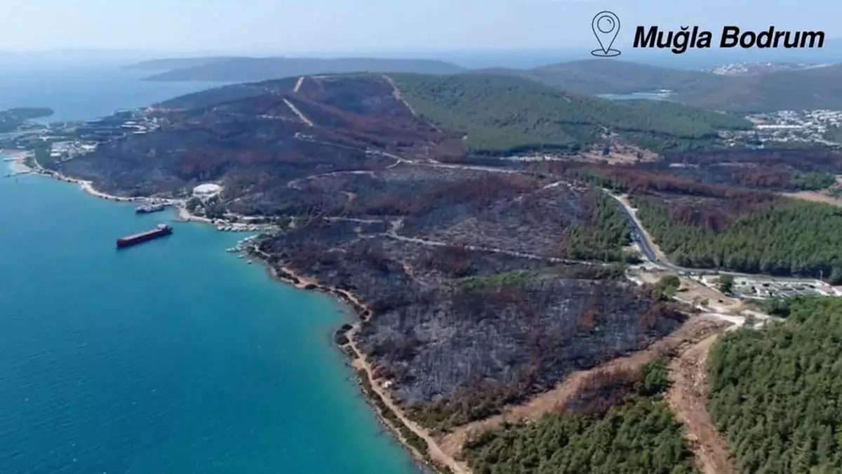 Orman yangınında zarar gören alanlar ağaçlandırıldı