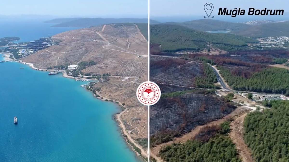 Orman yangınında zarar gören alanlar ağaçlandırıldı