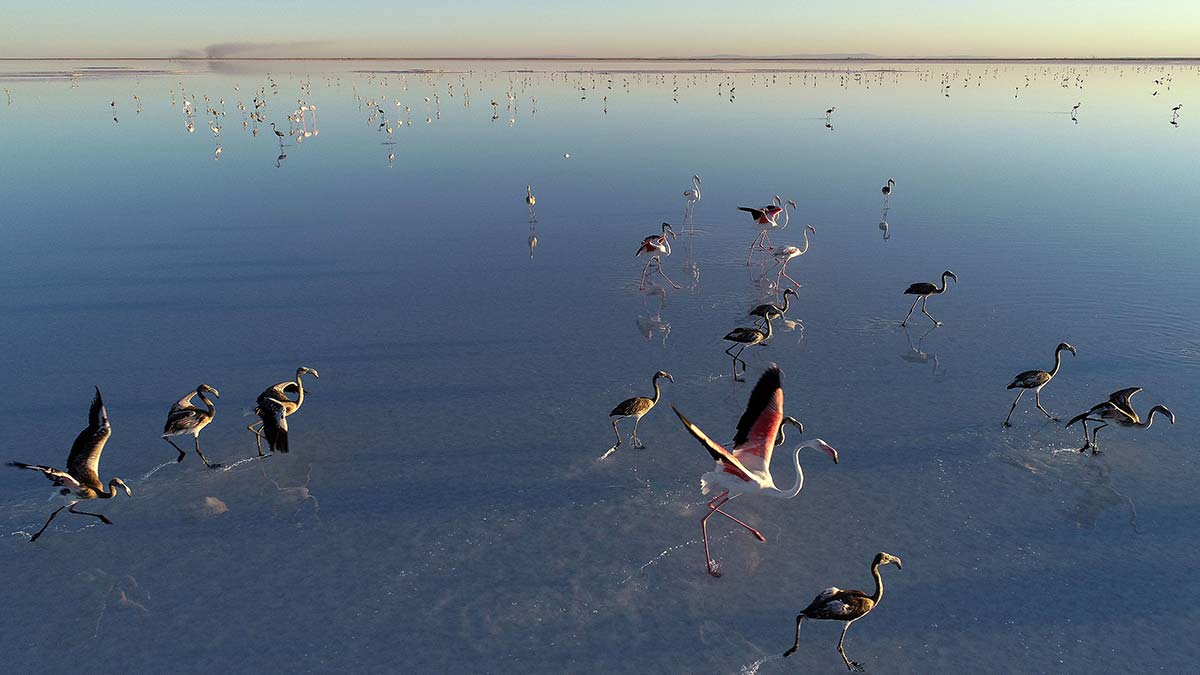 Çevre, Şehircilik ve İklim Değişikliği Bakanı Murat Kurum,Tek bir yavruyu bile kaybetmemek için var gücümüzle çalışıyoruz. Tuz Gölü flamingo cenneti olmaya devam edecek" dedi.