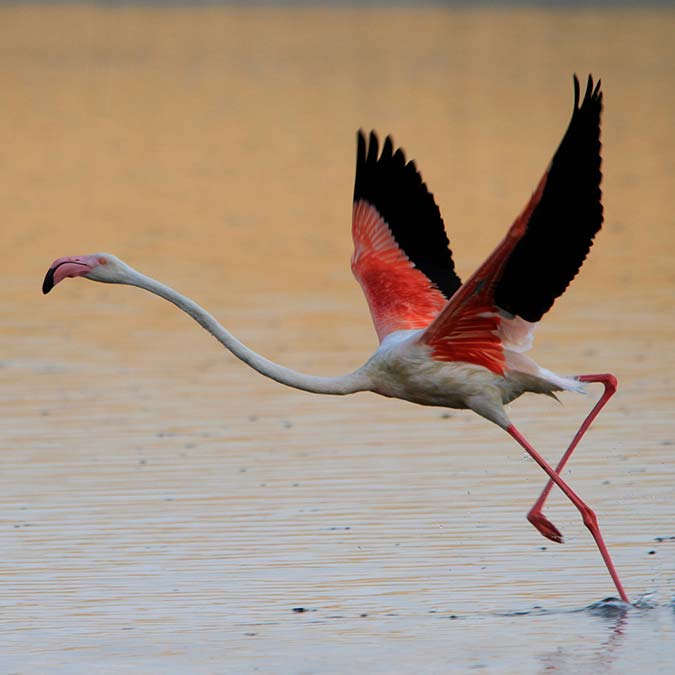 Tuz gölü flamingo cenneti olmaya devam edecek