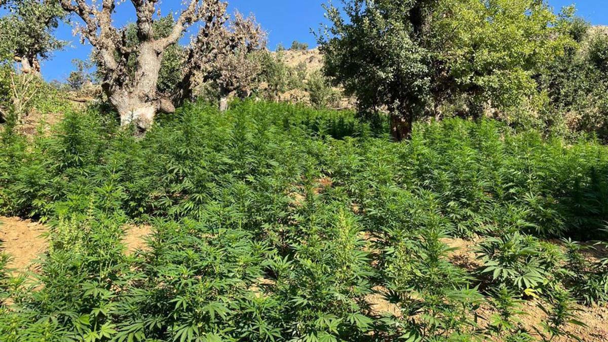 3 milyon 329 bin kök kenevir ele geçirildi