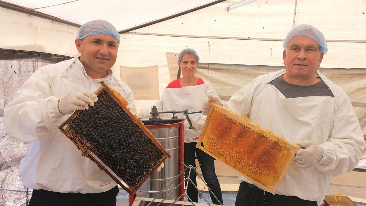 Mersin'in Erdemli ilçesindeki Eğriçayır Yaylası'nda, 'dünyanın en iyi balı' ödülü alan balın hasadına başlandı. Üreticiler, bol kar yağışı nedeniyle rekoltenin önceki yıla göre 2 kat arttığını belirtti.