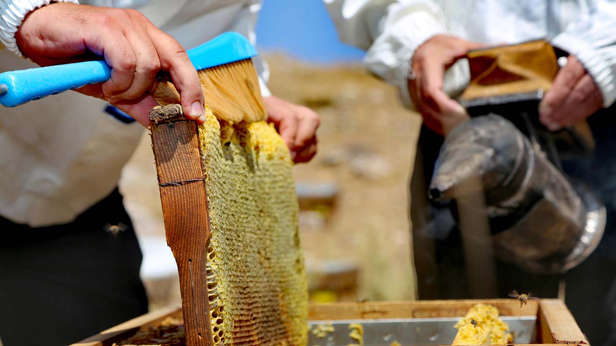 Dünyanın en iyi balının hasadına başlandı