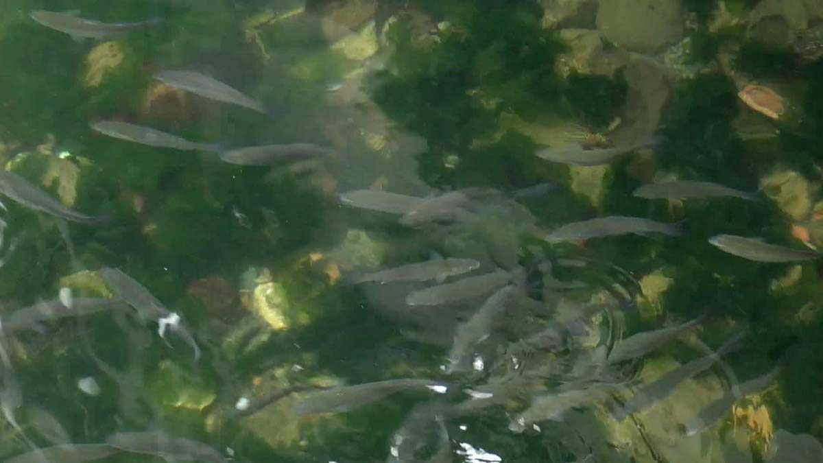 Denizlerde avlanma yasağının kalkmasına günler kala Türk Deniz Araştırmaları Vakfı (TÜDAV) Başkanı, İstanbul Üniversitesi Su Bilimleri Fakültesi Öğretim Üyesi Prof. Dr. Bayram Öztürk, Av sezonu öncesi Marmara için uyarıda bulundu.