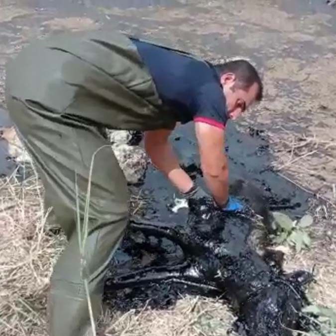 Çizgili sırtlan petrol atığında öldü
