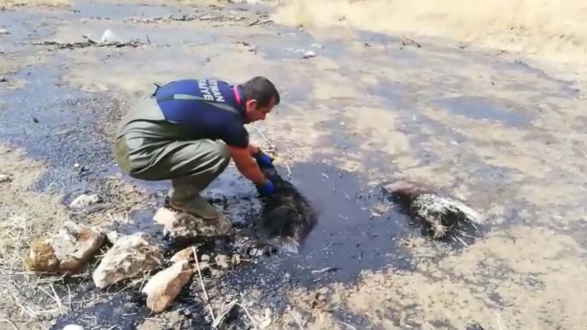 Çizgili sırtlan petrol atığında öldü