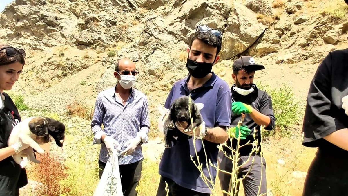 Çöplükte ölmek üzereyken bulunan 60 köpek tedavi altında