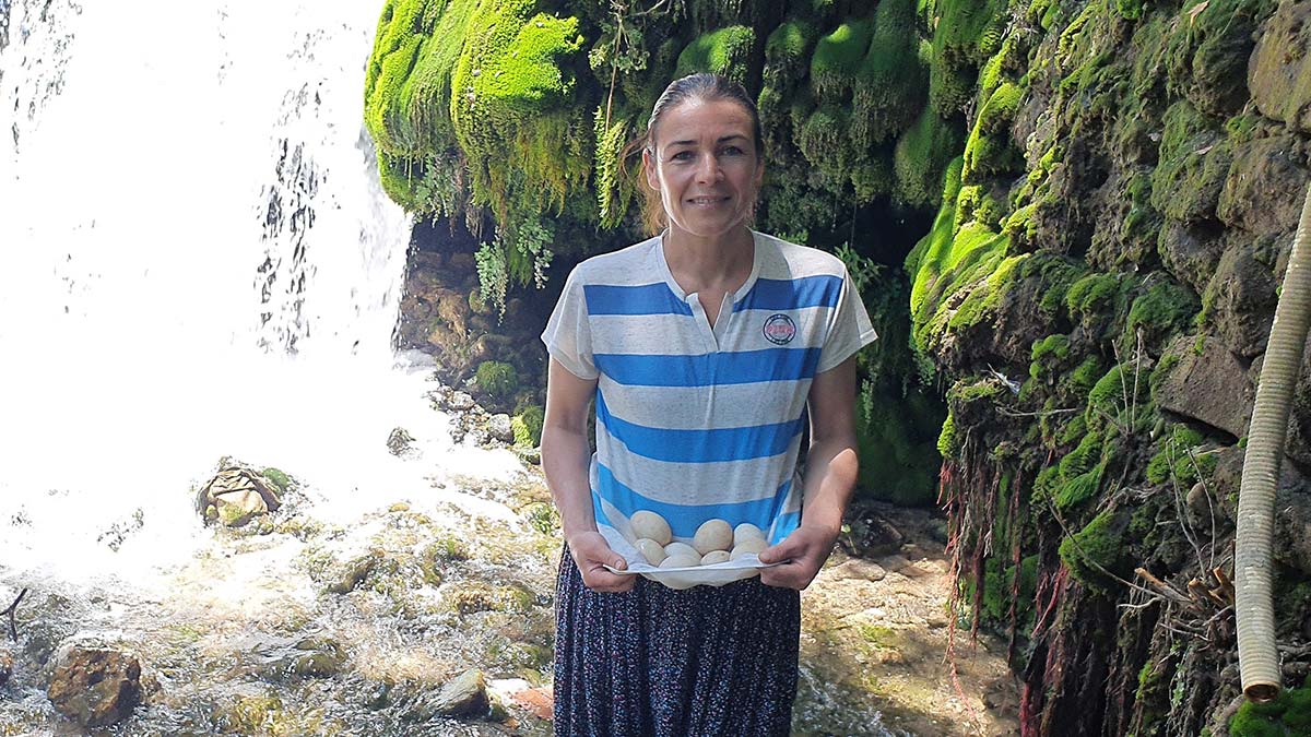 Dere kenarından ördek ve kaz yumurtaları topluyor