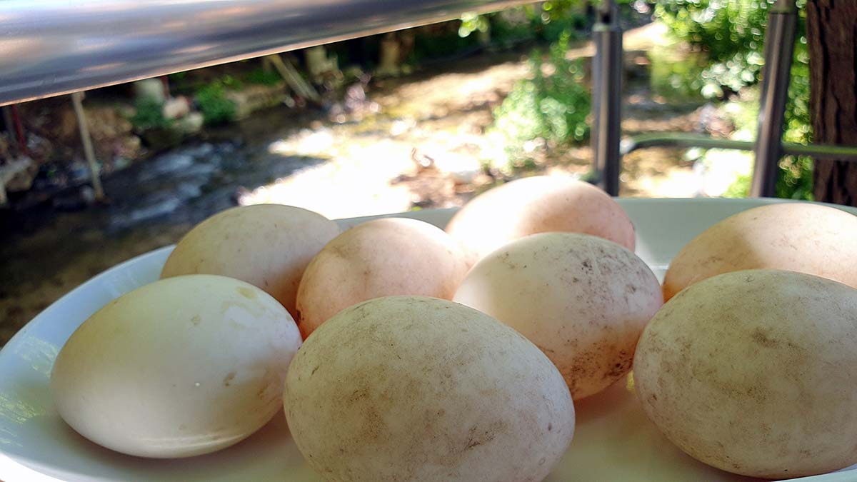 Mersin’in Silifke ilçesinde işletmesinin yanındaki derede ördek ve kaz besleyen Songül Sarıkaya (37), her gün topladığı ördek ve kaz yumurtalarını hem kendisi tüketiyor hem de misafirlerine ikram ediyor.