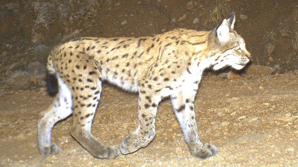 Düzce'de yaban hayatı; fotokapanda vaşak görüldü