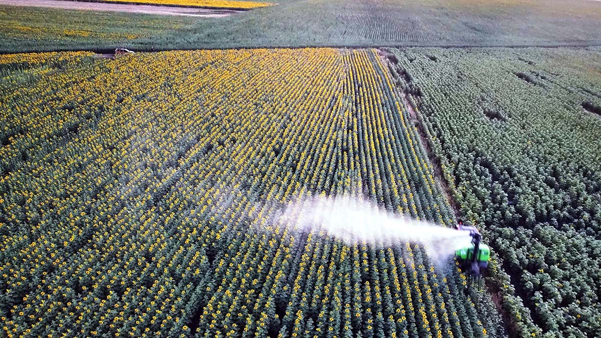 Edirne'de, yaklaşık 100 bin dönümlük ayçiçeği arazisinde çayır tırtılı zararlısıyla mücadele çalışmalarının başarıyla tamamlandığı bildirildi.