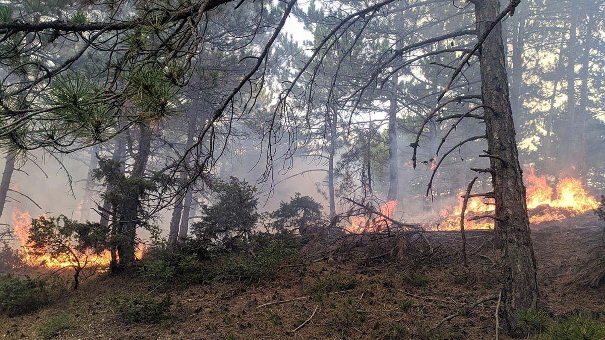Yıldırım isabet eden orman yandı