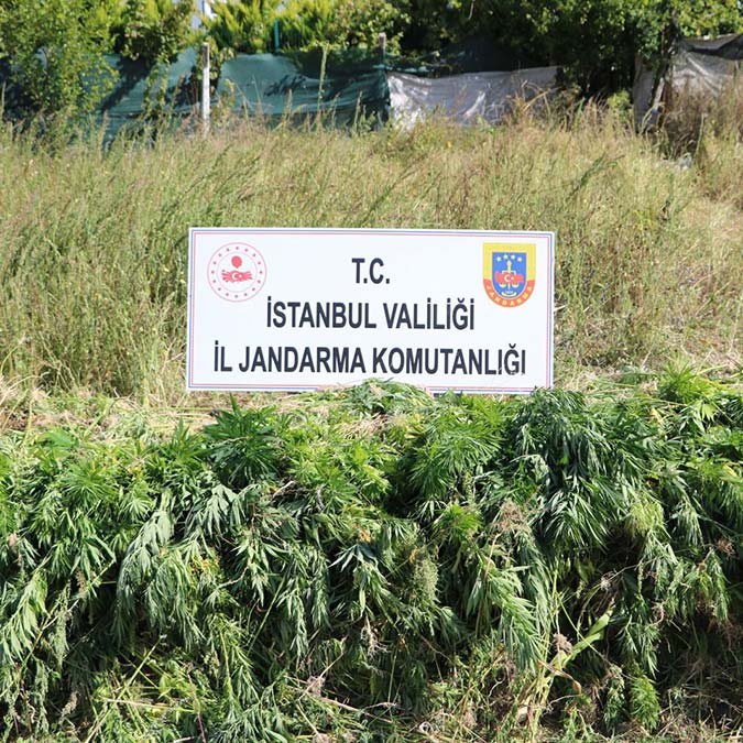 Jandarmadan kök kenevir operasyonu