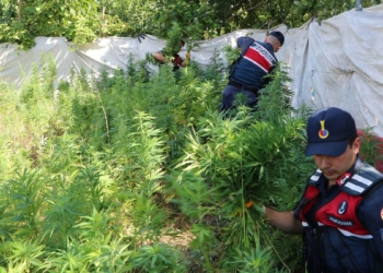 Jandarmadan kök kenevir operasyonu