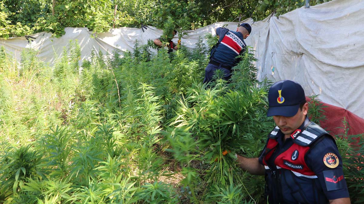 Jandarmadan kök kenevir operasyonu