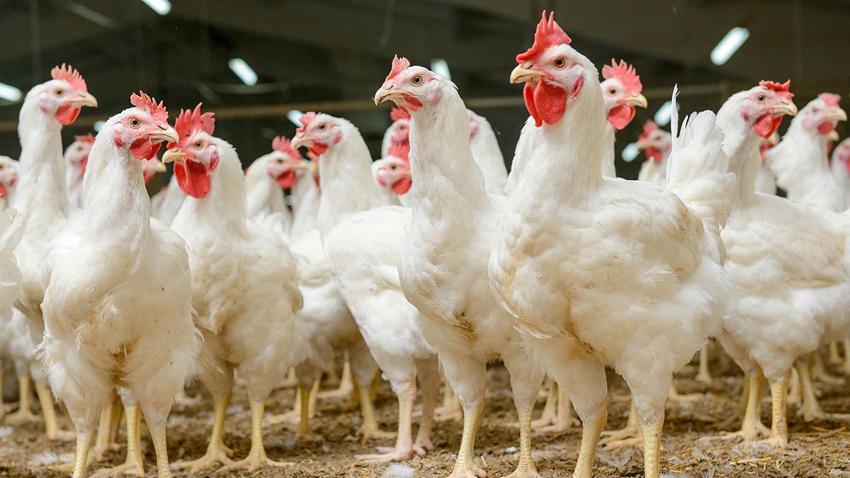 Salmonella tehdidini önlemenin yolu