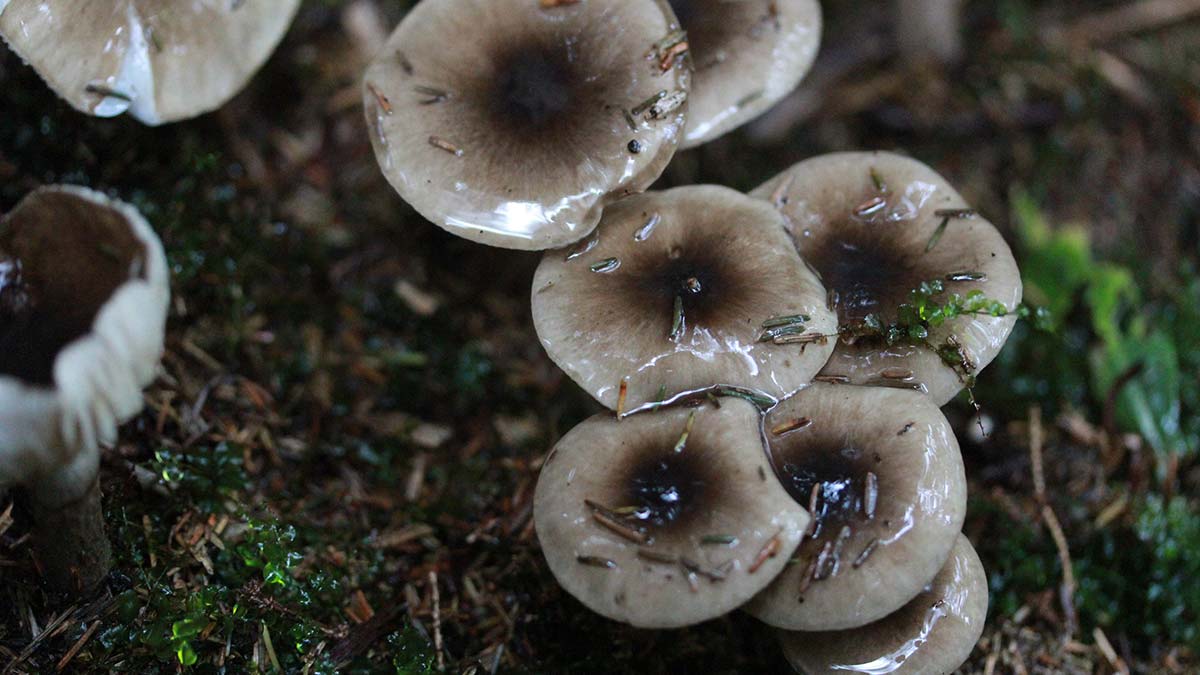 Karadeniz'de 20 mantar türü keşfedildi