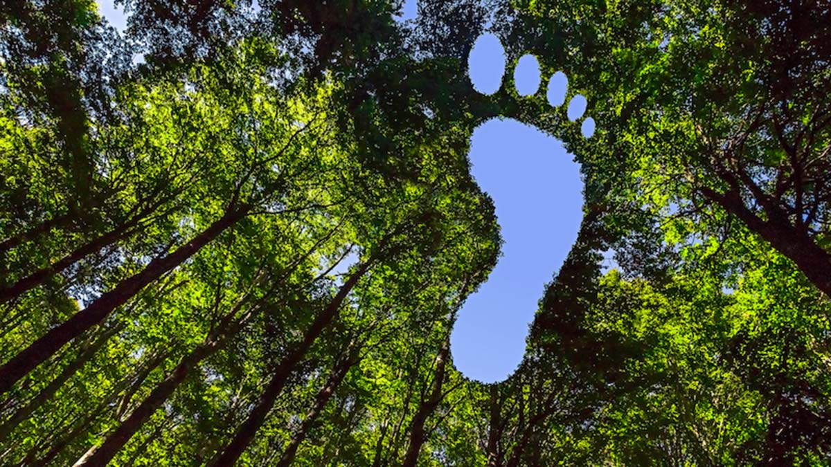 Karbon ayak izini düşürmeye yarayan aktiviteler kazanca dönüşüyor