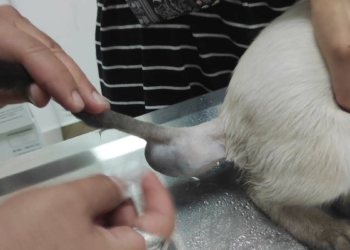 kardeşi kuyruğuna yapışık doğan kedi kurtarıldı