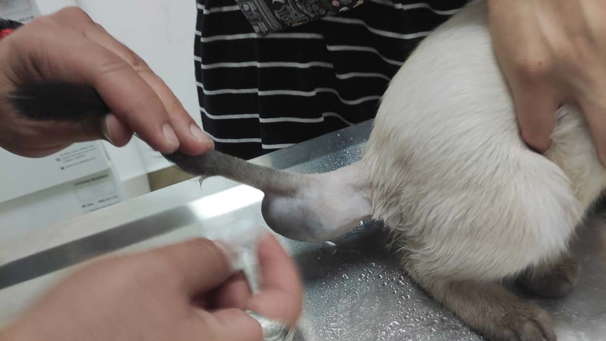 kardeşi kuyruğuna yapışık doğan kedi kurtarıldı