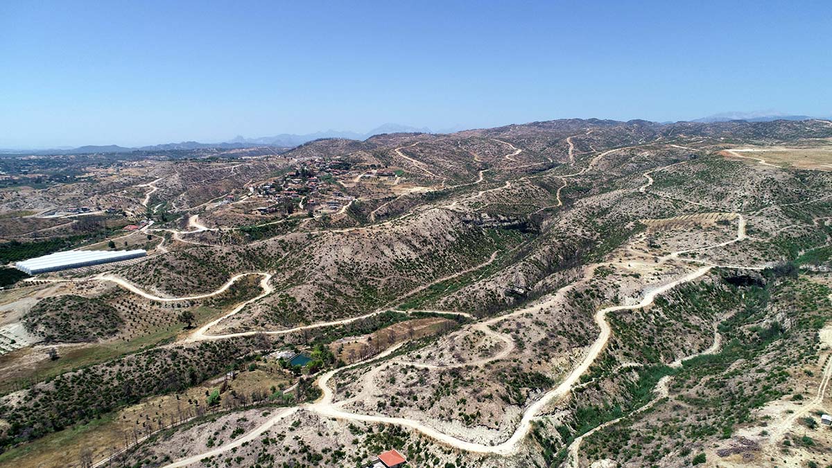 Yok olan ormanlardaki yaban hayatı canlanıyor