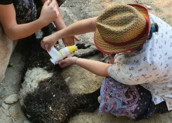 Yok olan ormanlardaki yaban hayatı canlanıyor