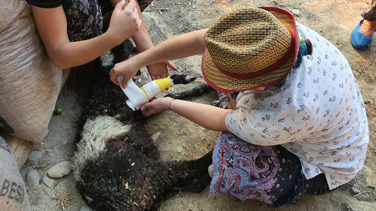 Yok olan ormanlardaki yaban hayatı canlanıyor