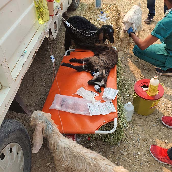 Manavgat yangını ve sonrasındaki süreçte bölgede sürekli çalışmalar yapan ekip, yok olan ormanlardaki yaban hayatının yeniden gelişimine ilişkin bilgi verdi.