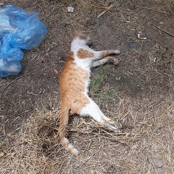 Manisa'nın salihli ilçesinde bir sitesinin bahçesinde zehirlendikleri öne sürülen 1 sahipli köpek ile 15 kedi ölü bulundu. Hayvanseverlerin şikayet üzerine polis olayla ilgili soruşturma başlattı.