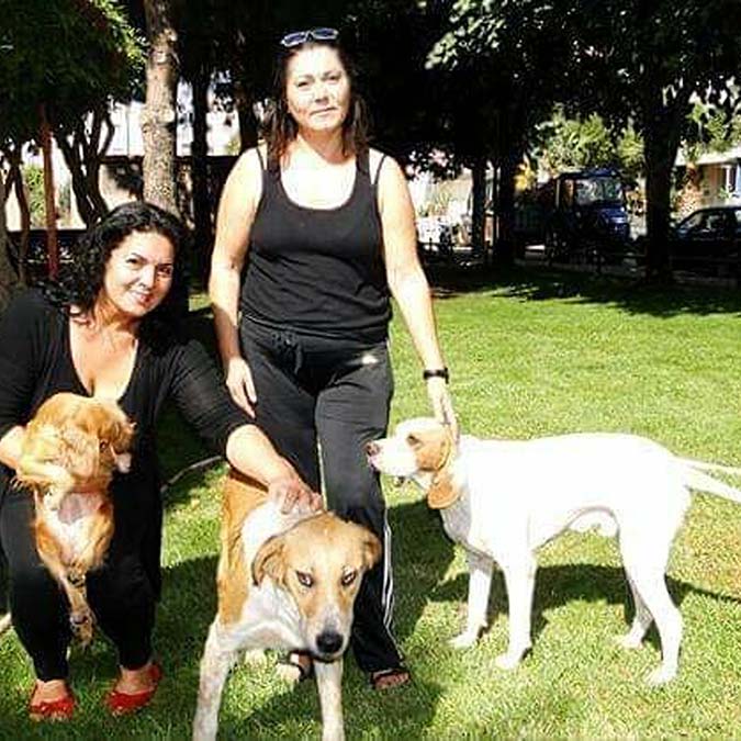 Manisa'da 1 köpek 15 kedi ölü bulundu