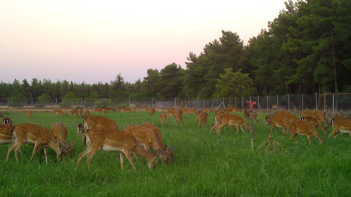 Nesli tehlike altındaki alageyiklerden iyi haber