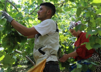 Fındık hasadı için üreticiler bahçeye girdi