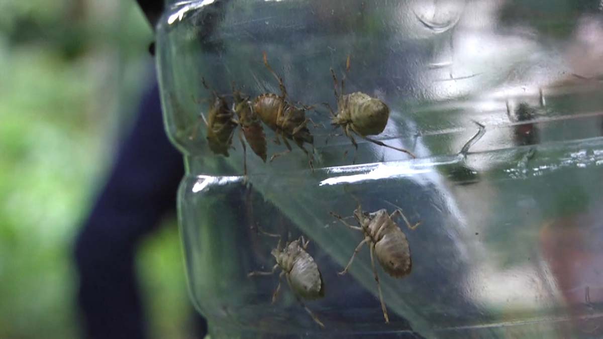 İTÜ İklim Değişikliği Uygulama ve Araştırma Merkezi Müdürü Prof. Dr. Mikdat Kadıoğlu, "Türkiye'de tropikal hastalıklar için polikliniklerin kurulması gerekecek" dedi.