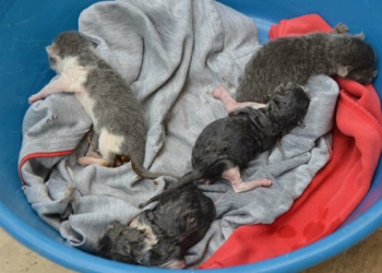 Rögar borularında mahsur kalan 4 yavru kedi kurtarıldı