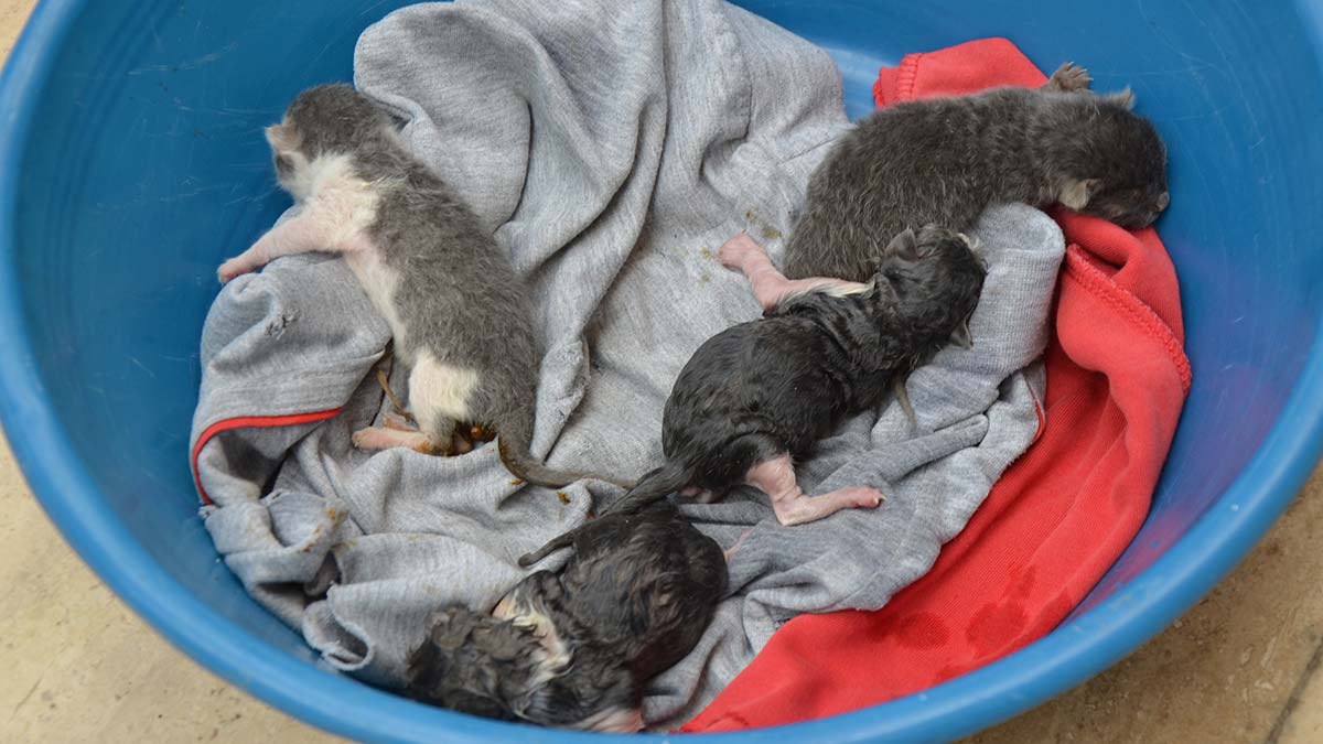 Rögar borularında mahsur kalan 4 yavru kedi kurtarıldı