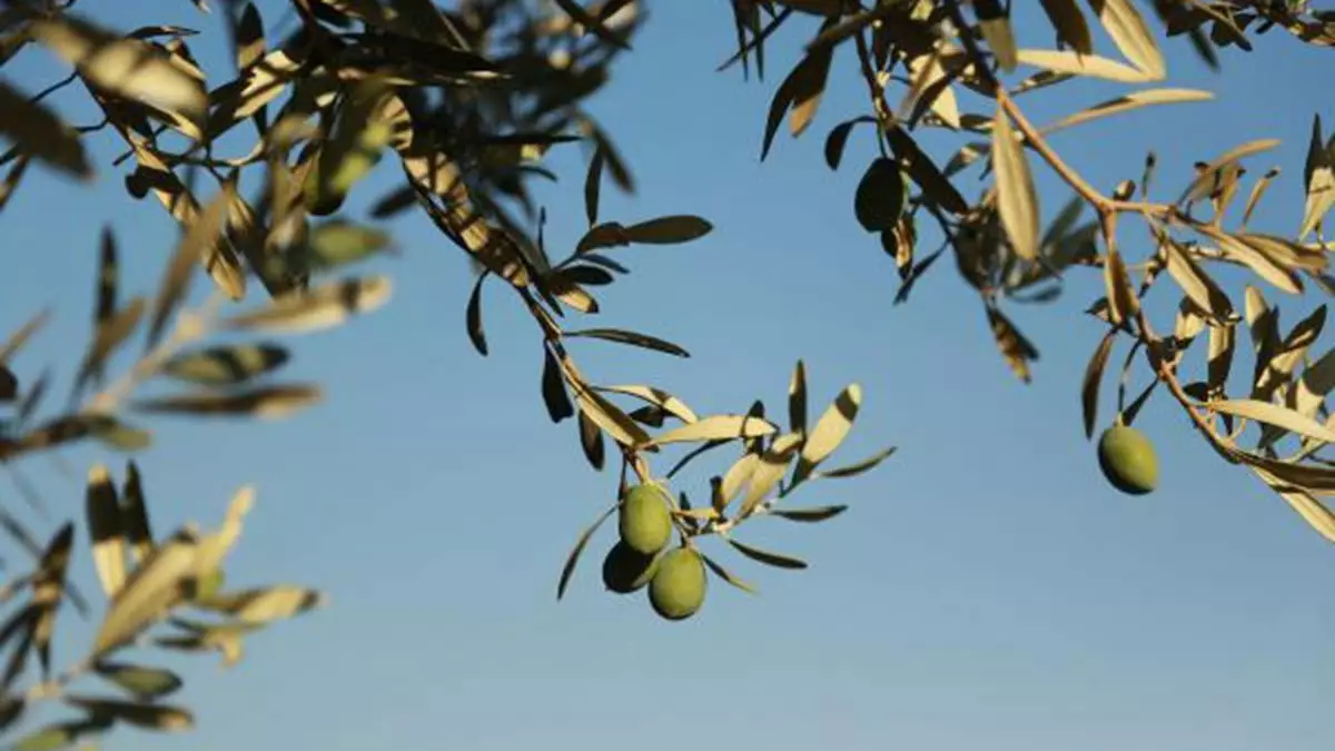 Tarım ve orman bakanlığı'nın geliştirdiği proje kapsamında, zeytinyağı üretimi sırasında ortaya çıkan ve ciddi sağlık sorunlarına neden olan zeytin karasuyundan, katma değeri yüksek bitki besin maddesi elde edilecek.