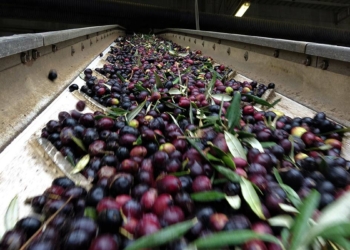 Zeytin karasuyundan, bitki besin maddesi elde edilecek