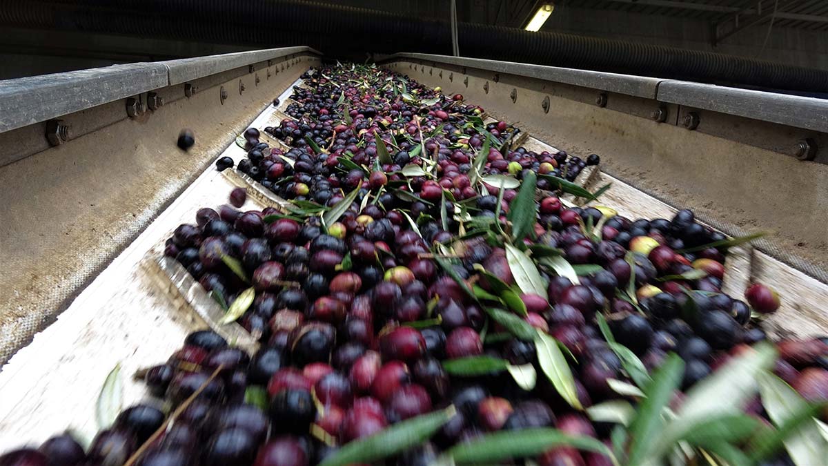 Zeytin karasuyundan, bitki besin maddesi elde edilecek