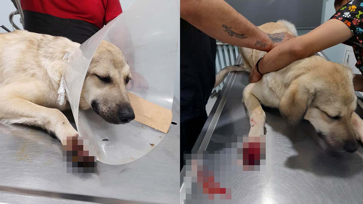 Sokak köpeği bacağından vuruldu