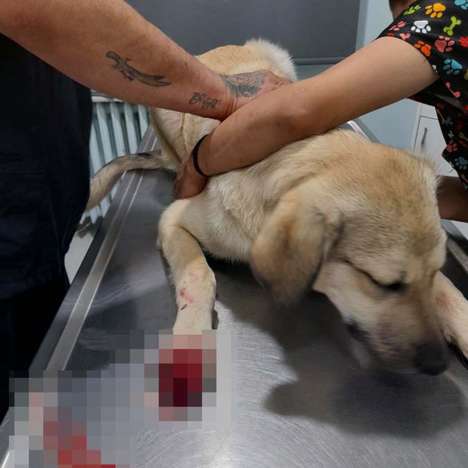 Ankara'nın Keçiören ilçesinde parkta havlayan sokak köpeği bacağından vuruldu. Yaralı köpek tedaviye alınırken, görgü tanığı Onur Efe Altınok, köpeği mahalle bekçisinin vurduğunu öne sürdü. 