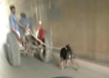 Traktöre bağlanan köpeğe eziyet