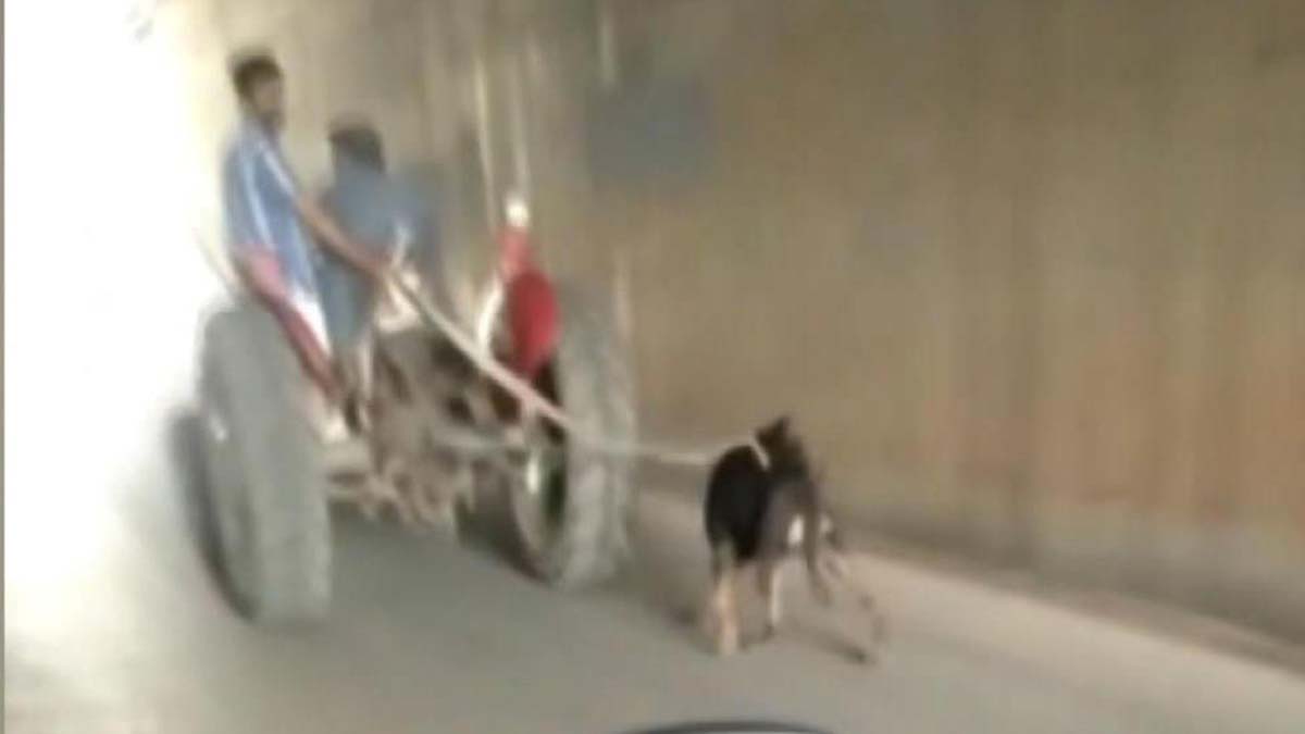 Traktöre bağlanan köpeğe eziyet