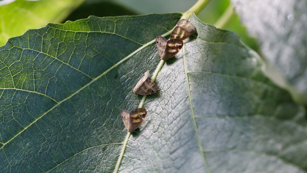 Vampir kelebekler İstanbul'da