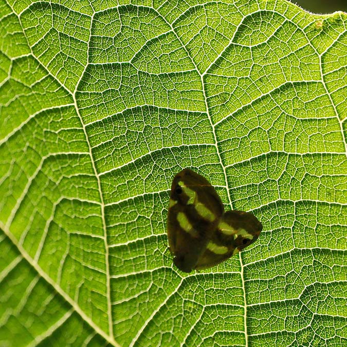 Vampir kelebekler İstanbul'da